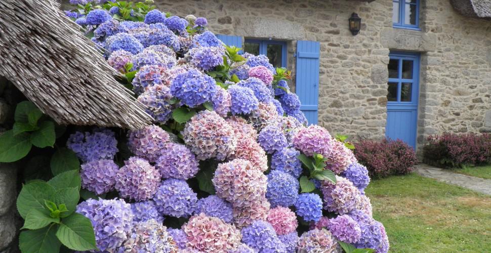 ce flori se oferă la cununia civilă