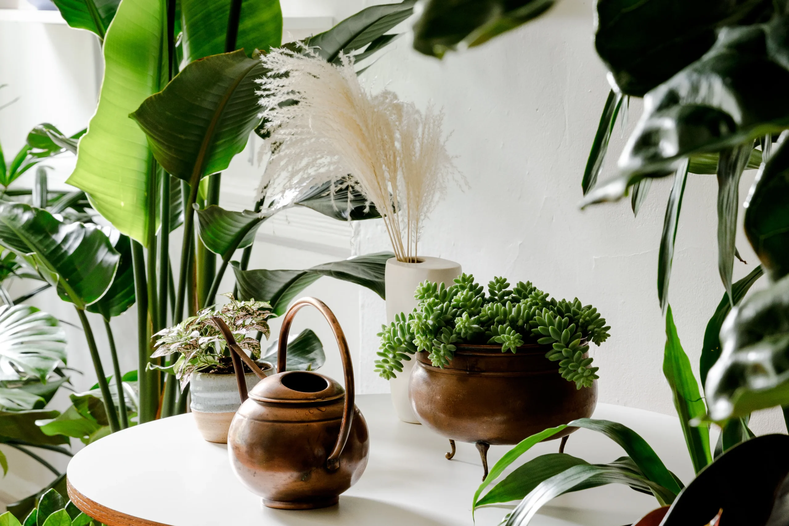 Scapă imediat de ele - florile ce aduc ghinion în casă