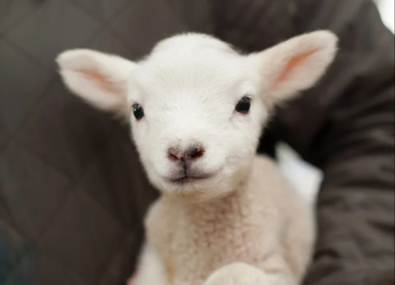 Ce simbolizează mielul de Paşte. Originea acestei tradiţii