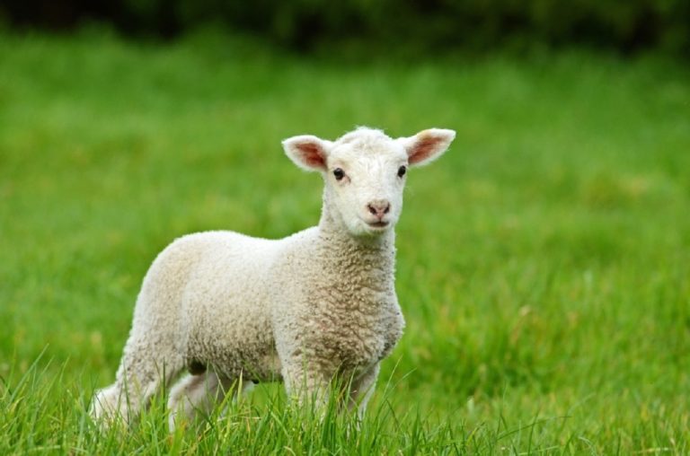 Câte kilograme trebuie să aibă mielul de Paşte. Pericol pentru sănătate dacă are sub această greutate