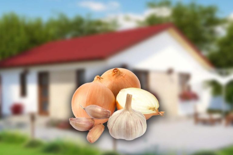 Ce se întâmplă dacă pui ceapă și usturoi pe lângă casă. Vei spune și prietenilor acest truc genial