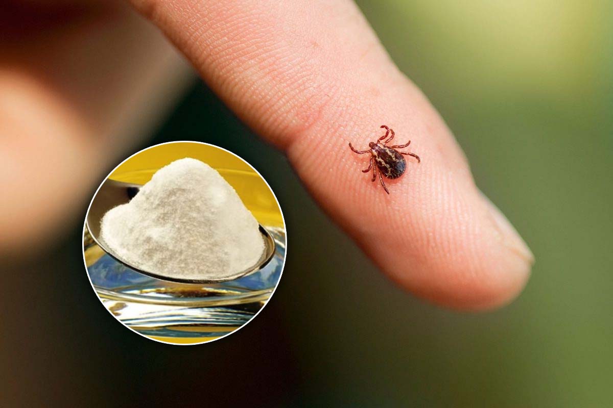 Amestecul puternic care elimină definitiv căpușele