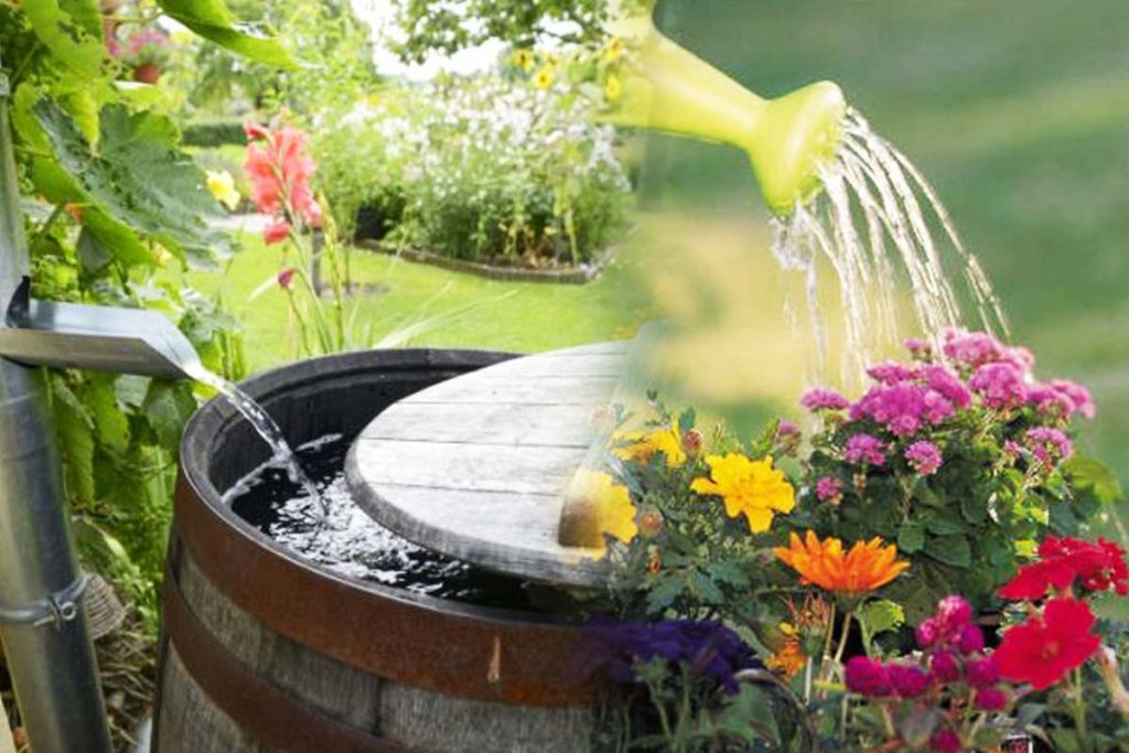 Motivul pentru care ar trebui să uzi plantele cu apă de ploaie