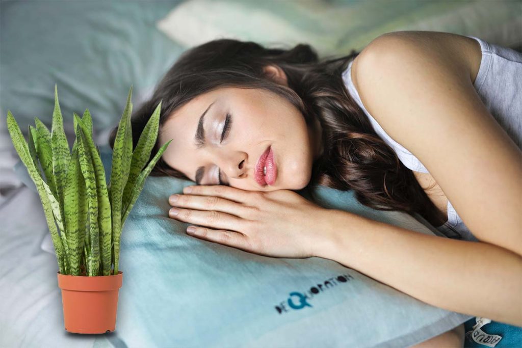 Planta care te ajută să dormi mai bine