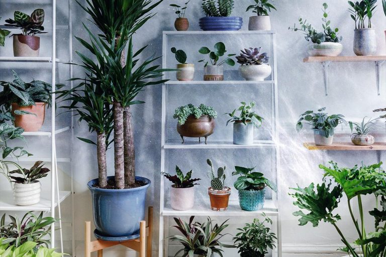 Plante care fac răcoare în casă. Sunt foarte utile dacă nu ai aer condiționat