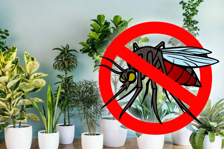 Plantele care alungă țânțarii. Vei scăpa definitiv de insectele sâcâitoare