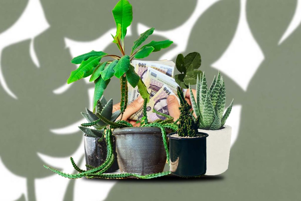 Plantele pe care este bine să le pui la intrarea în casă