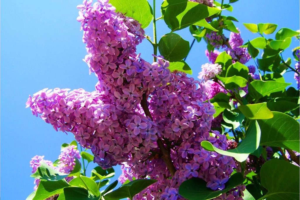 Ce semnifică liliacul