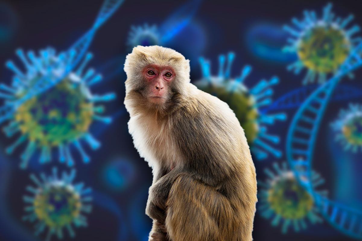 Variola maimutelor, noua boala care sperie Europa