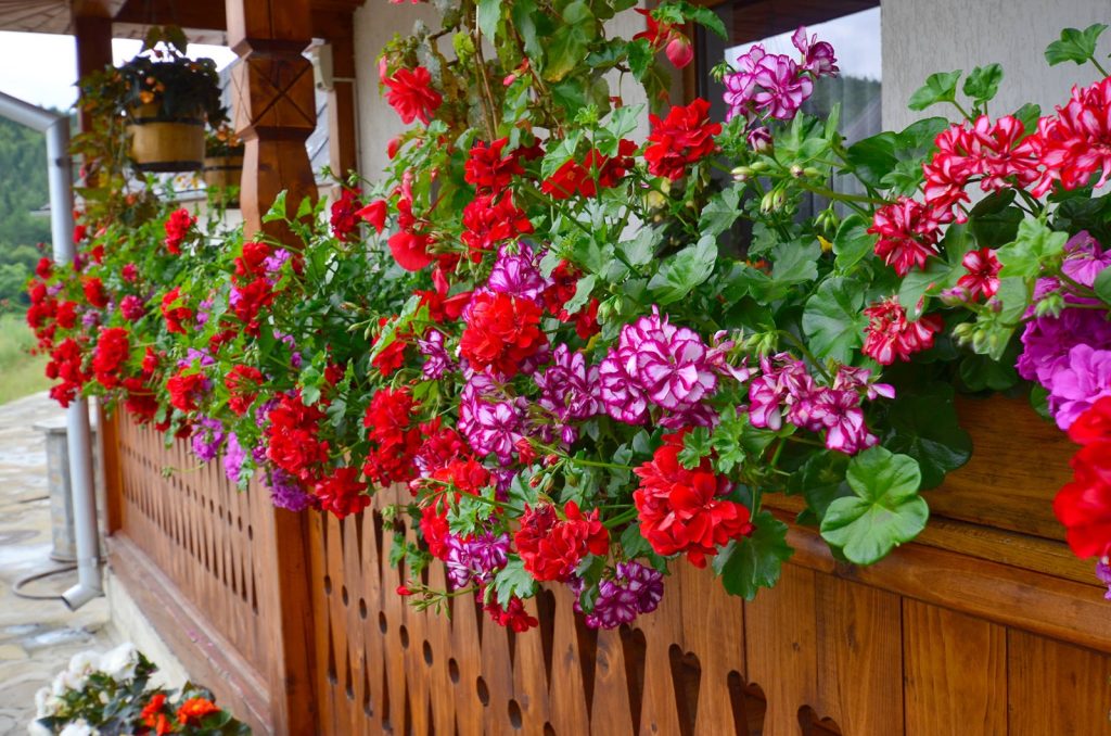 Amestecul cu care trebuie să uzi plantele ca să înflorească în două zile