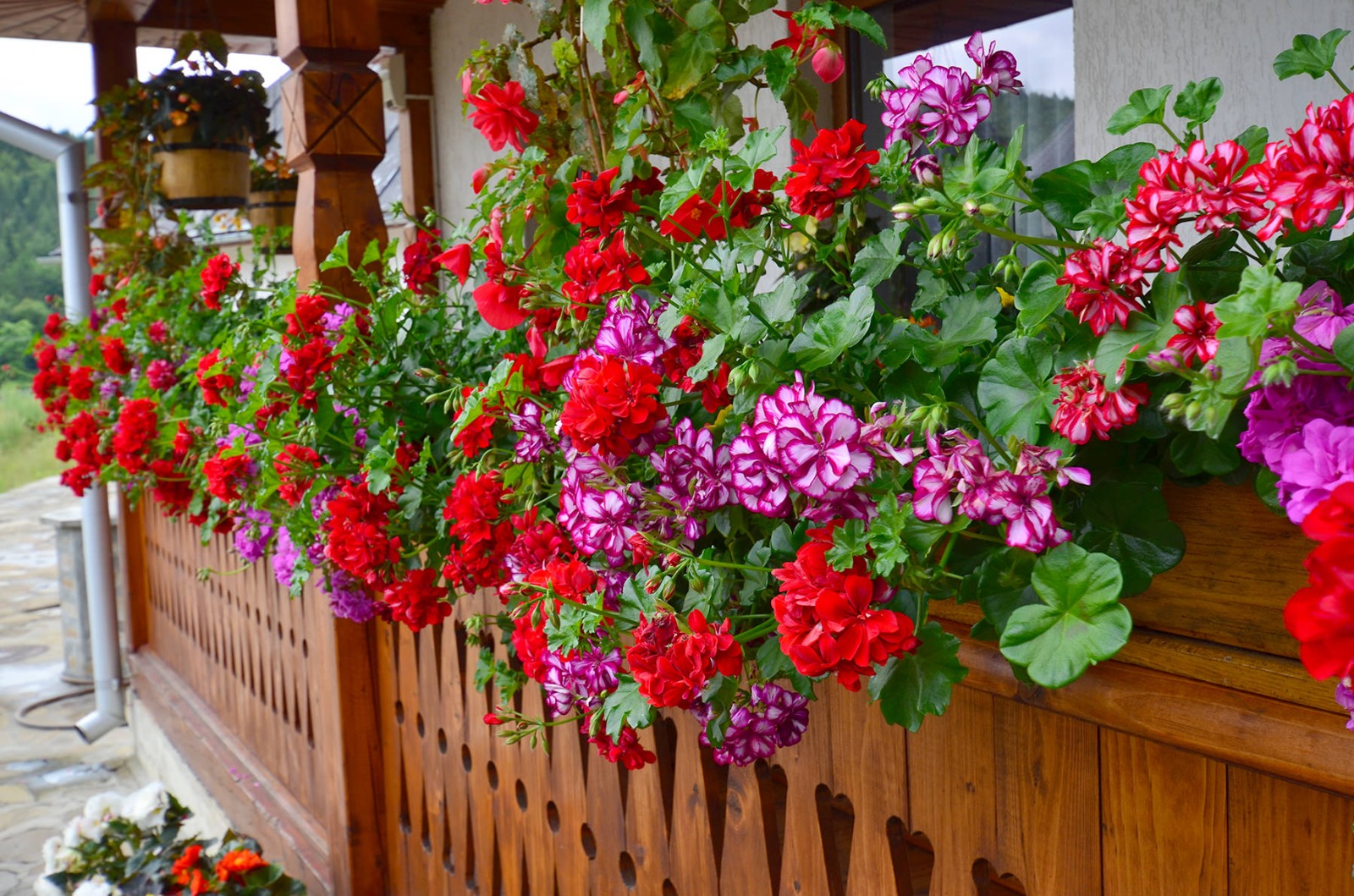 Amestecul cu care trebuie să uzi plantele ca să înflorească în două zile