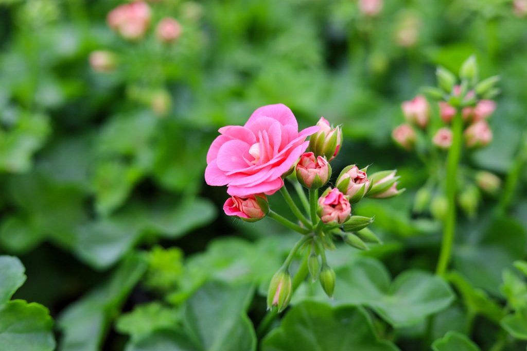 Plante care înfloresc tot anul