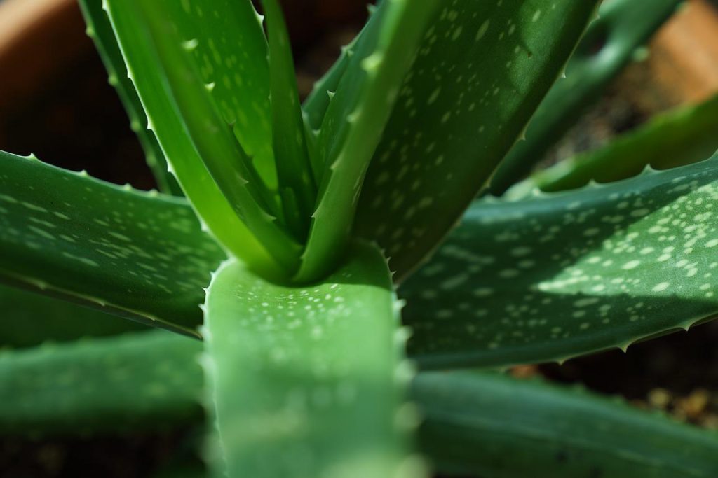 Aloe vera, planta care curăță aerul din casă