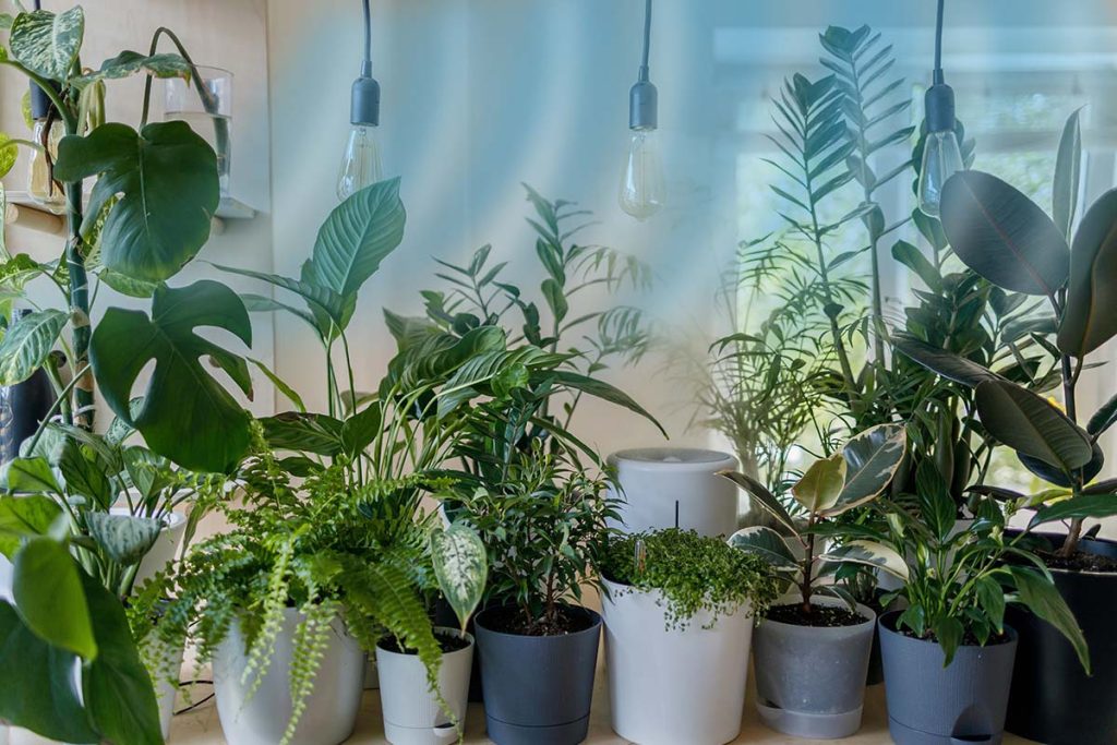 plante care elimina energia negativa din casa