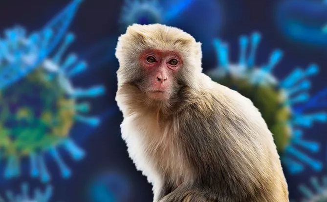 Se înregistrează tot mai multe cazuri de variola maimuței