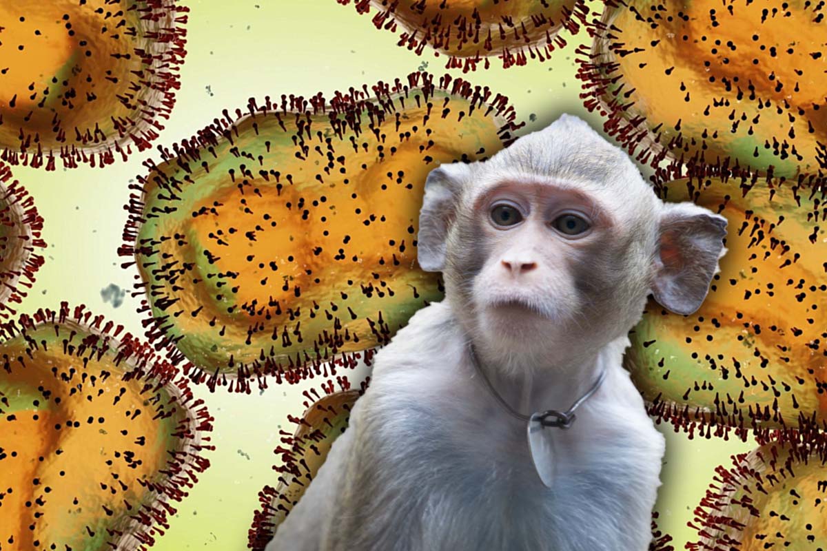 Vești alarmante despre variola maimuței