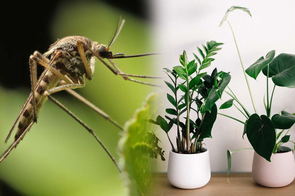 Condimentul care te scapă definitiv de țânțari