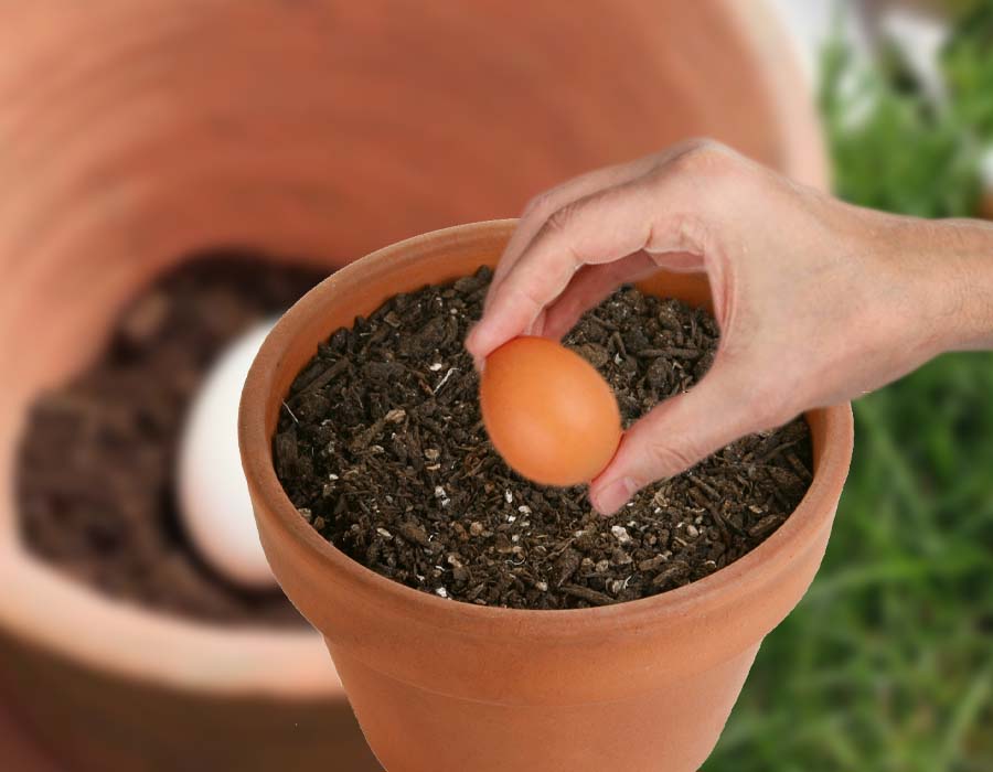 De ce să pui coji de ouă în ghiveciul florilor