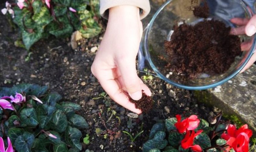 La ce plante punem zațul de cafea