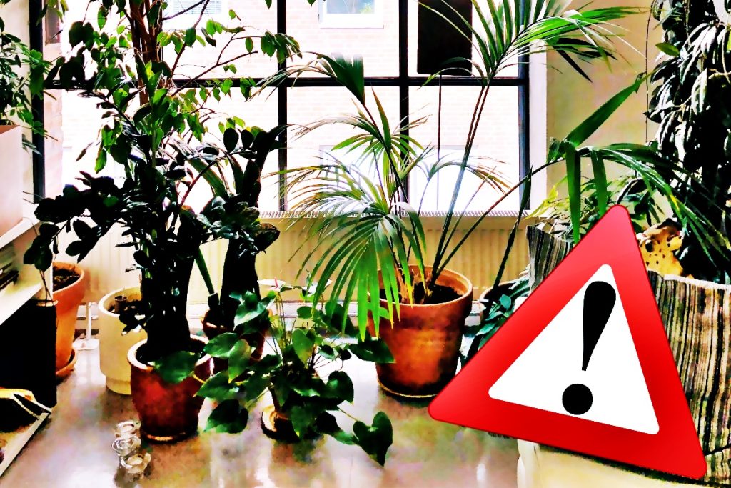 7 plante care aduc ghinion în casă