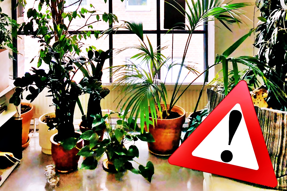 7 plante care aduc ghinion în casă