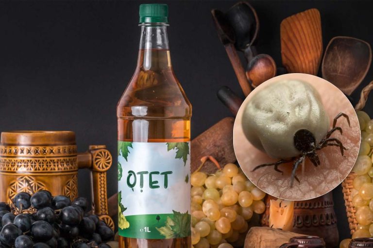 Amestecul cu oțet de mere care te scapă rapid de căpușe. Cum se prepară