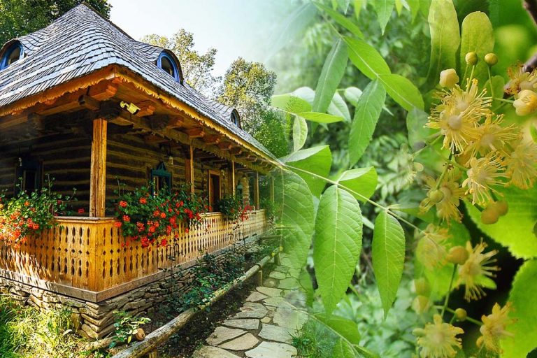 De ce este bine să ai frunze de nuc și de tei în casă de Rusalii. Ce trebuie să faci cu ele după ce se usucă