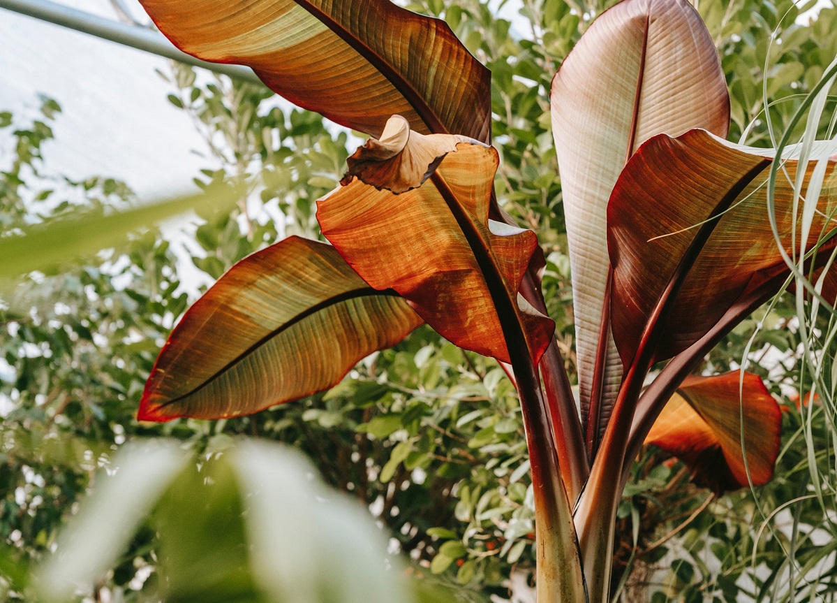 Alimente care ar putea să ne hrănească peste 30 de ani