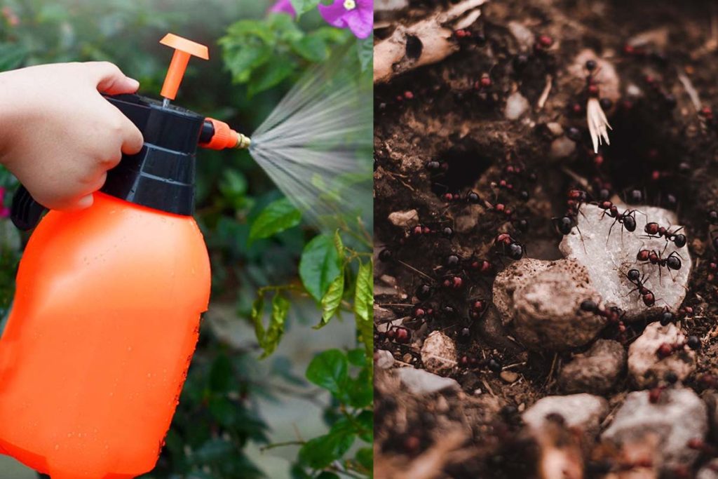 Amestecul puternic care elimină furnicile