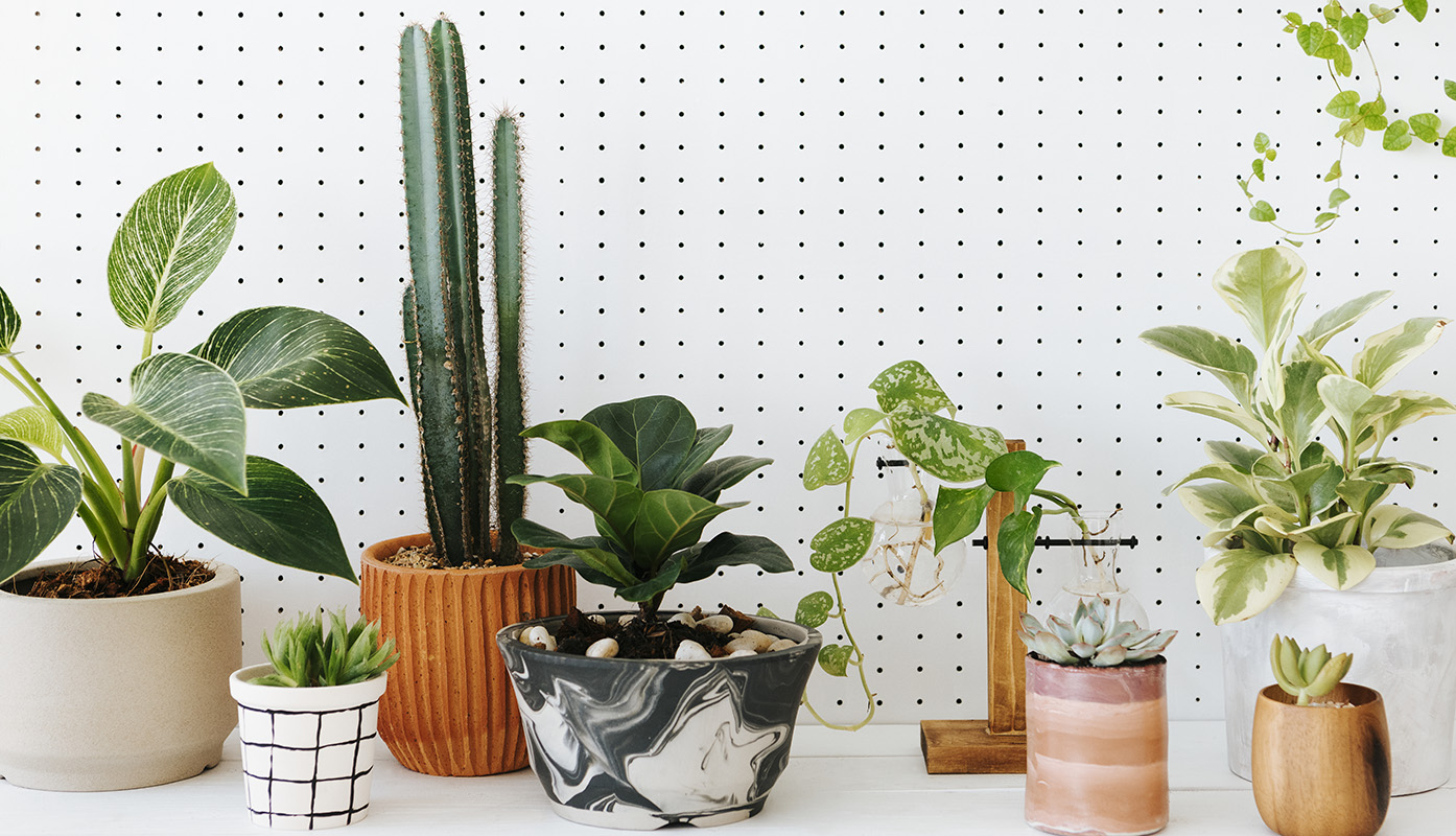 7 plante de apartament ușor de întreținut