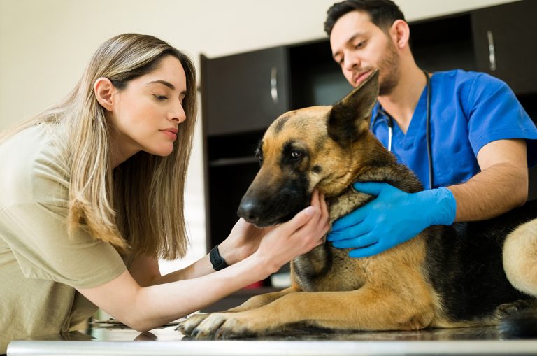 Ce e bine să faci când câinele tău este înțepat de o albină. Pașii esențiali de urmat