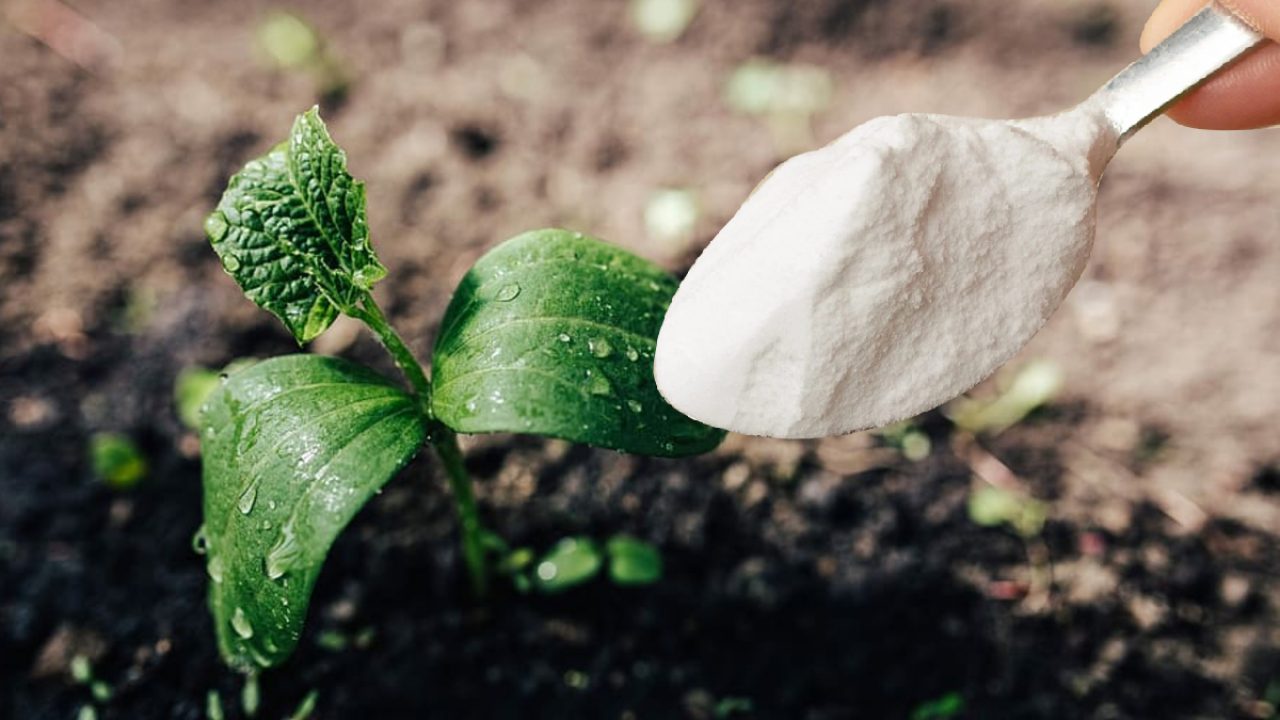 De ce e bine să pui bicarbonat de sodiu în pământul florilor