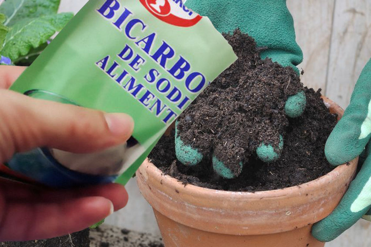 De ce e bine să pui bicarbonat de sodiu în pământul florilor
