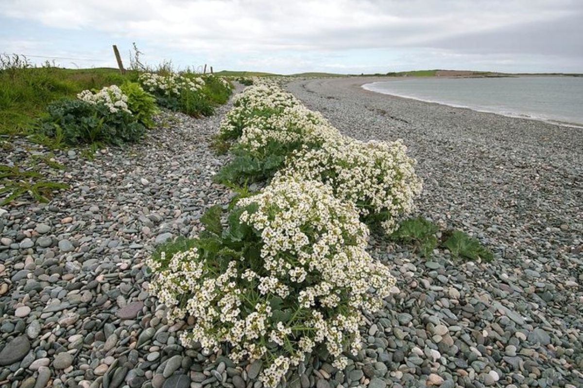 Plaje sălbatice din România mai puțin cunoscute
