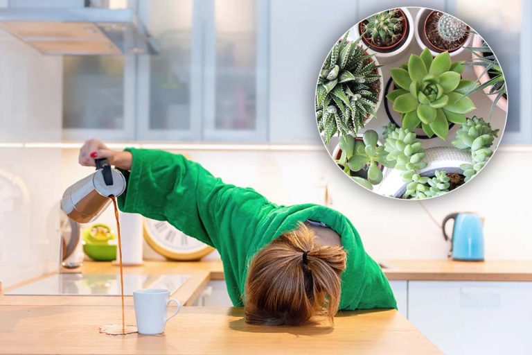 Plantele care alungă oboseala și atrag energia pozitivă în casă. Sunt ideale în orice locuință