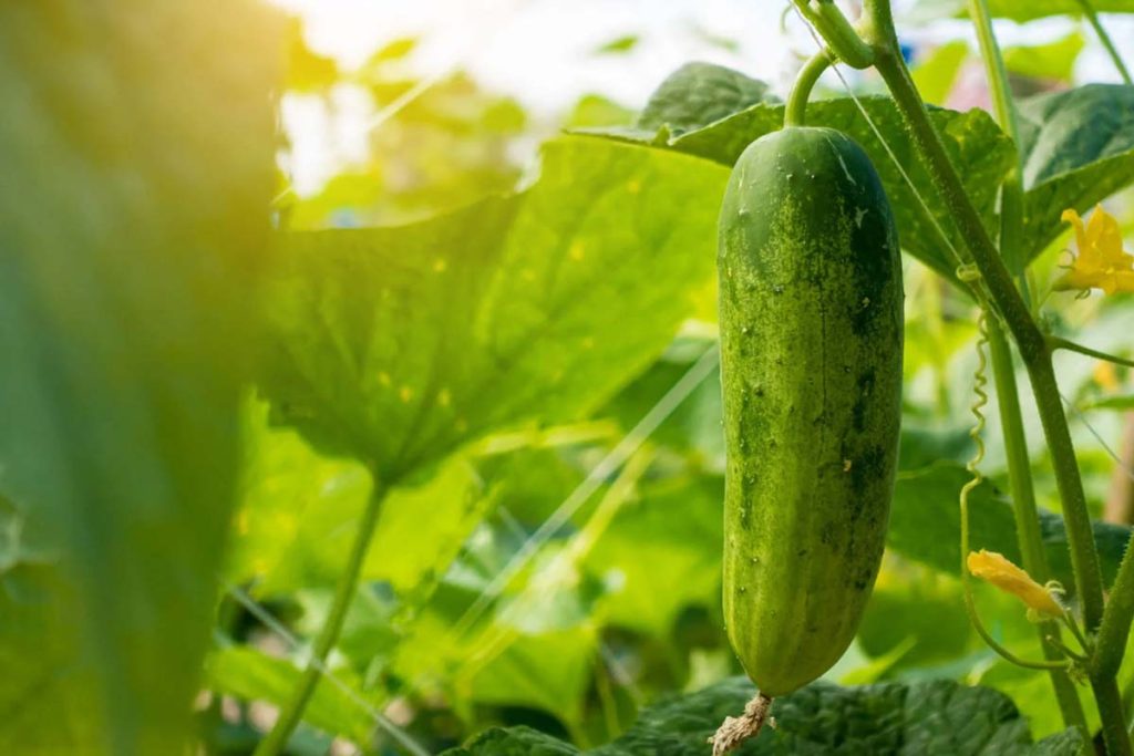 Unde se depozitează corect castraveții