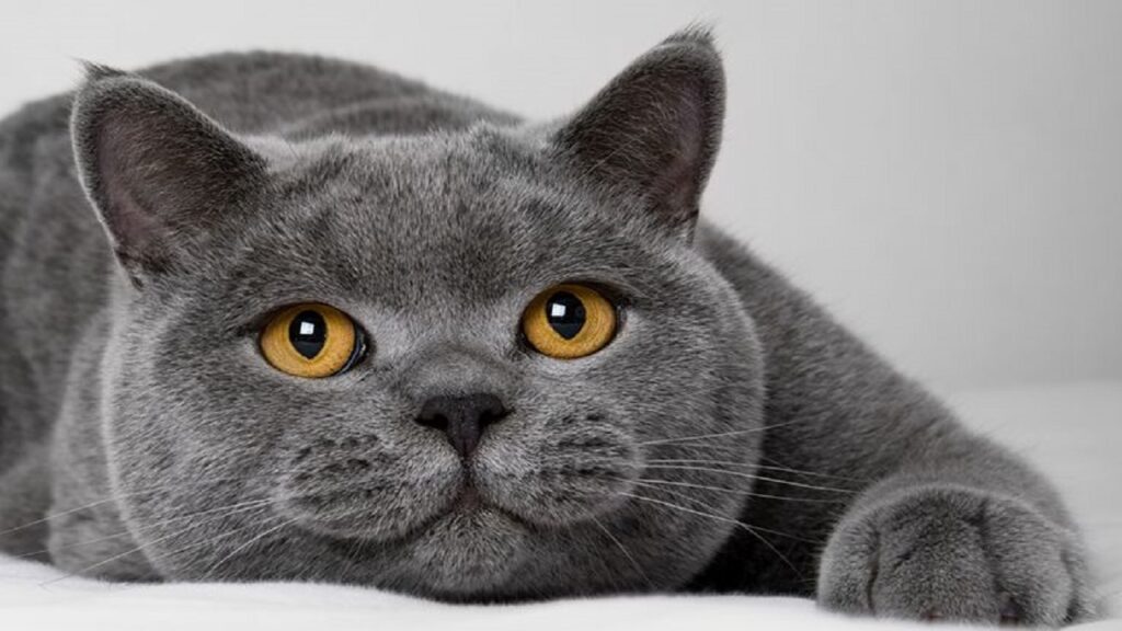 British Shorthair