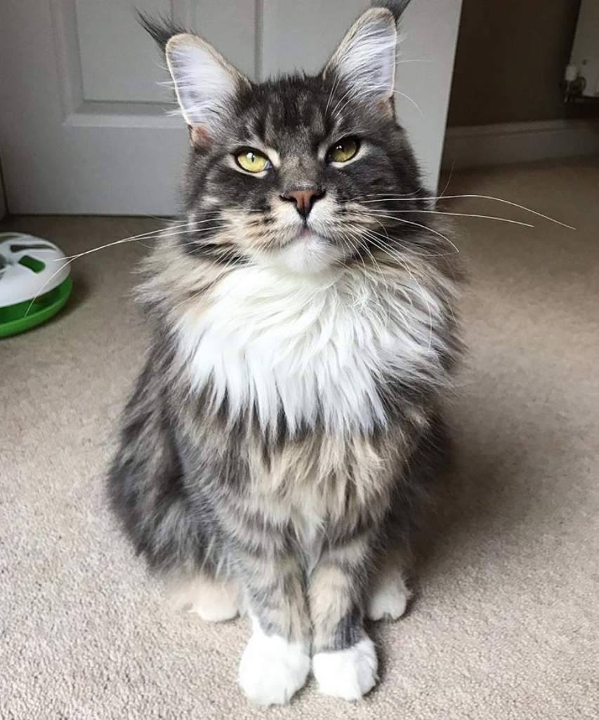 Maine Coon 