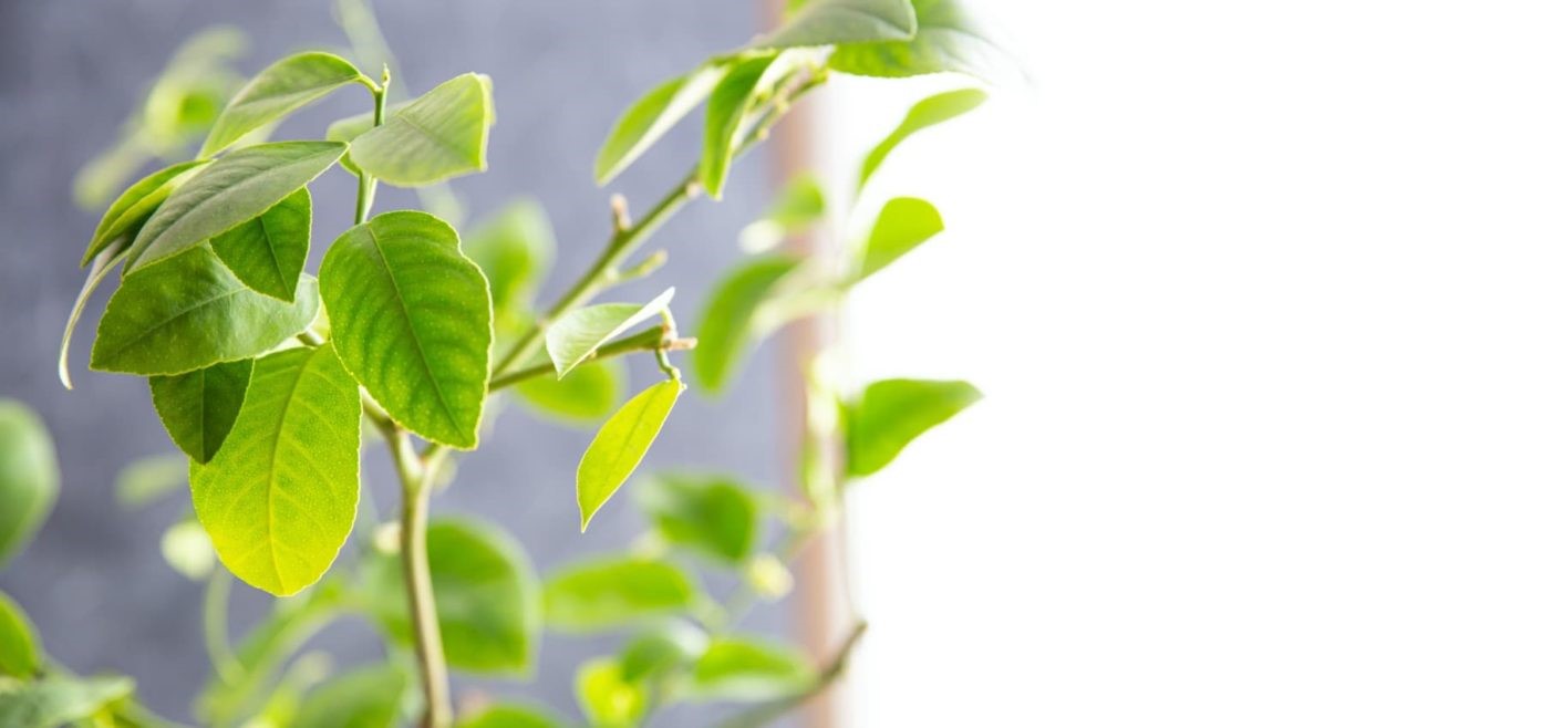 Planta pe care orice român trebuie să o aibă la intrarea în casă