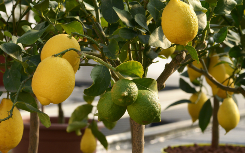 Planta pe care orice român trebuie să o aibă la intrarea în casă