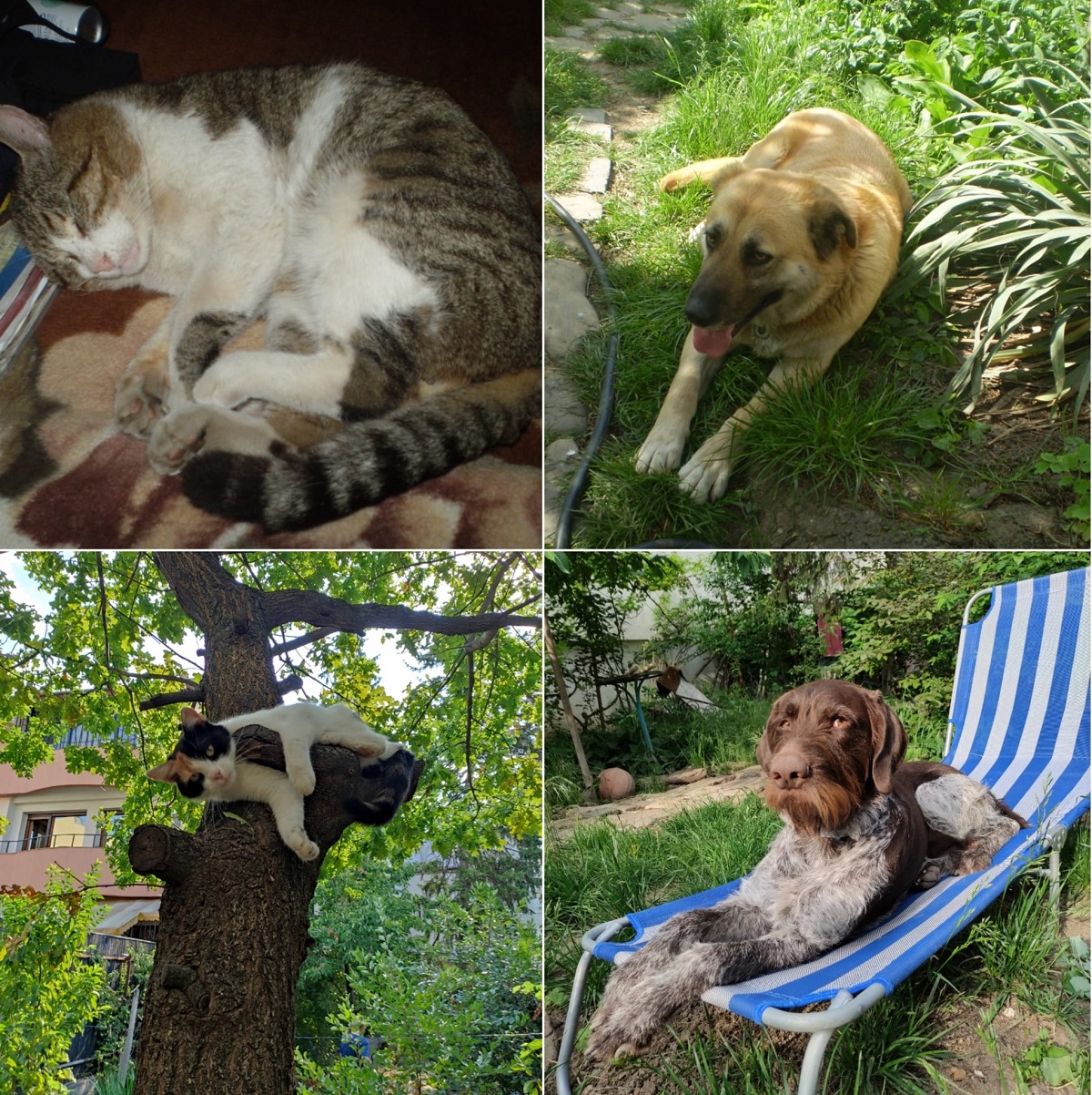 Carmen Tănase vrea să facă un adăpost pentru animale