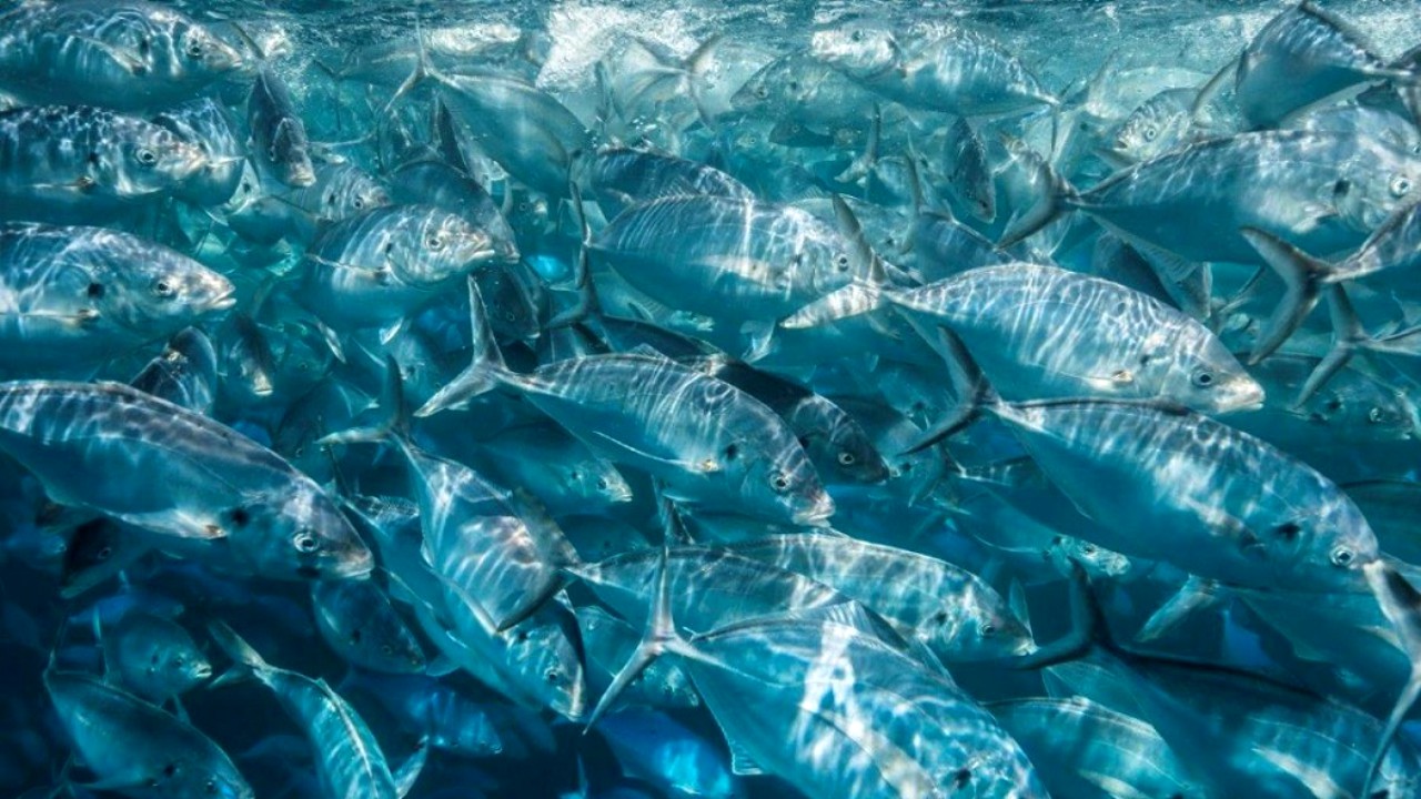 Ce simbolizează peștele în vis