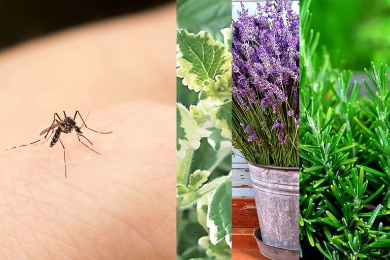 Planta care ține la distanță insectele de casa ta. Este ideală pentru orice locuință