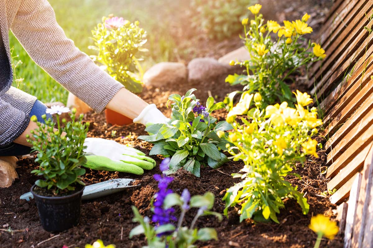 Trucul simplu și ieftin pentru înflorirea plantelor