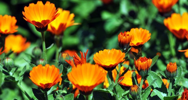 7 plante care țin muștele la distanță