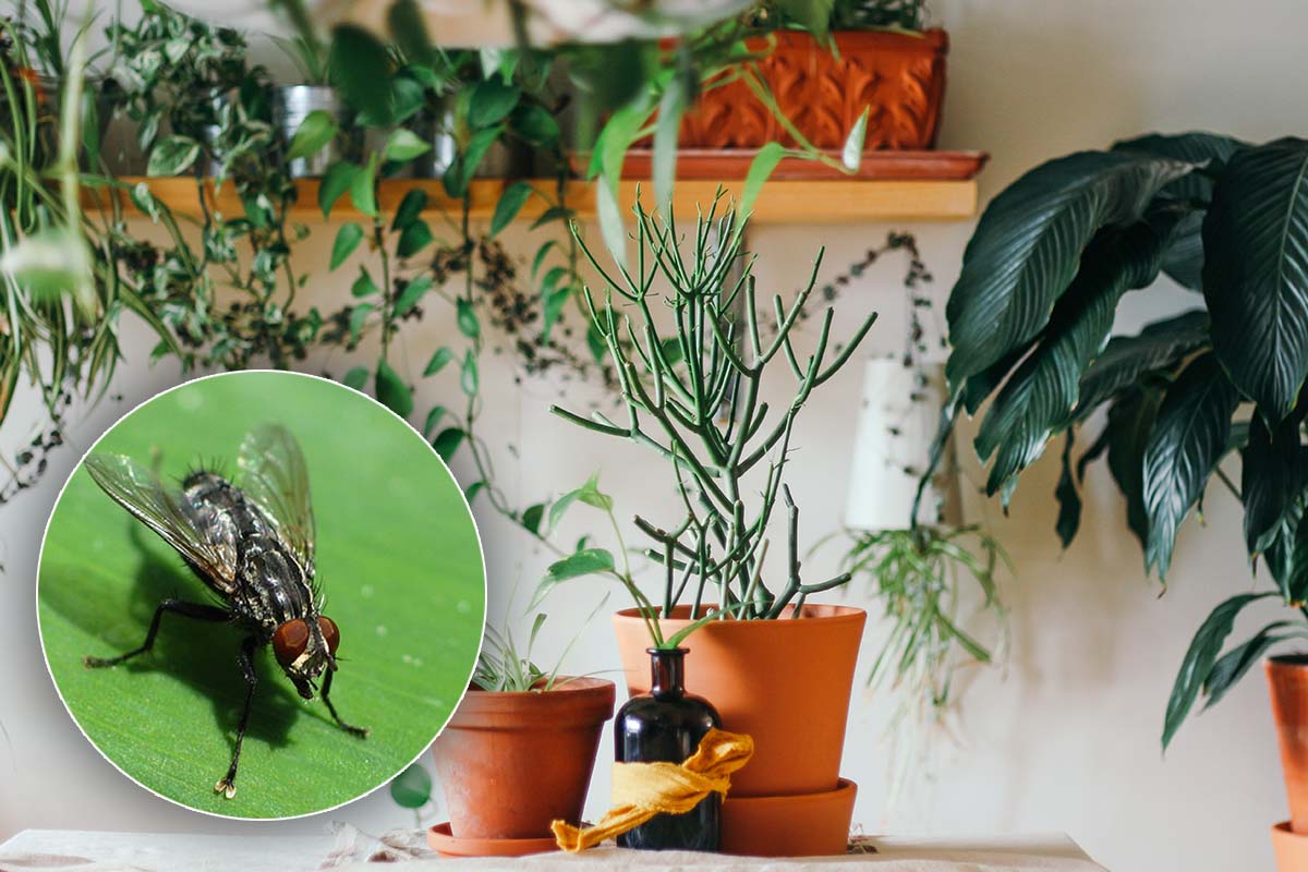Plante care țin muștele la distanță