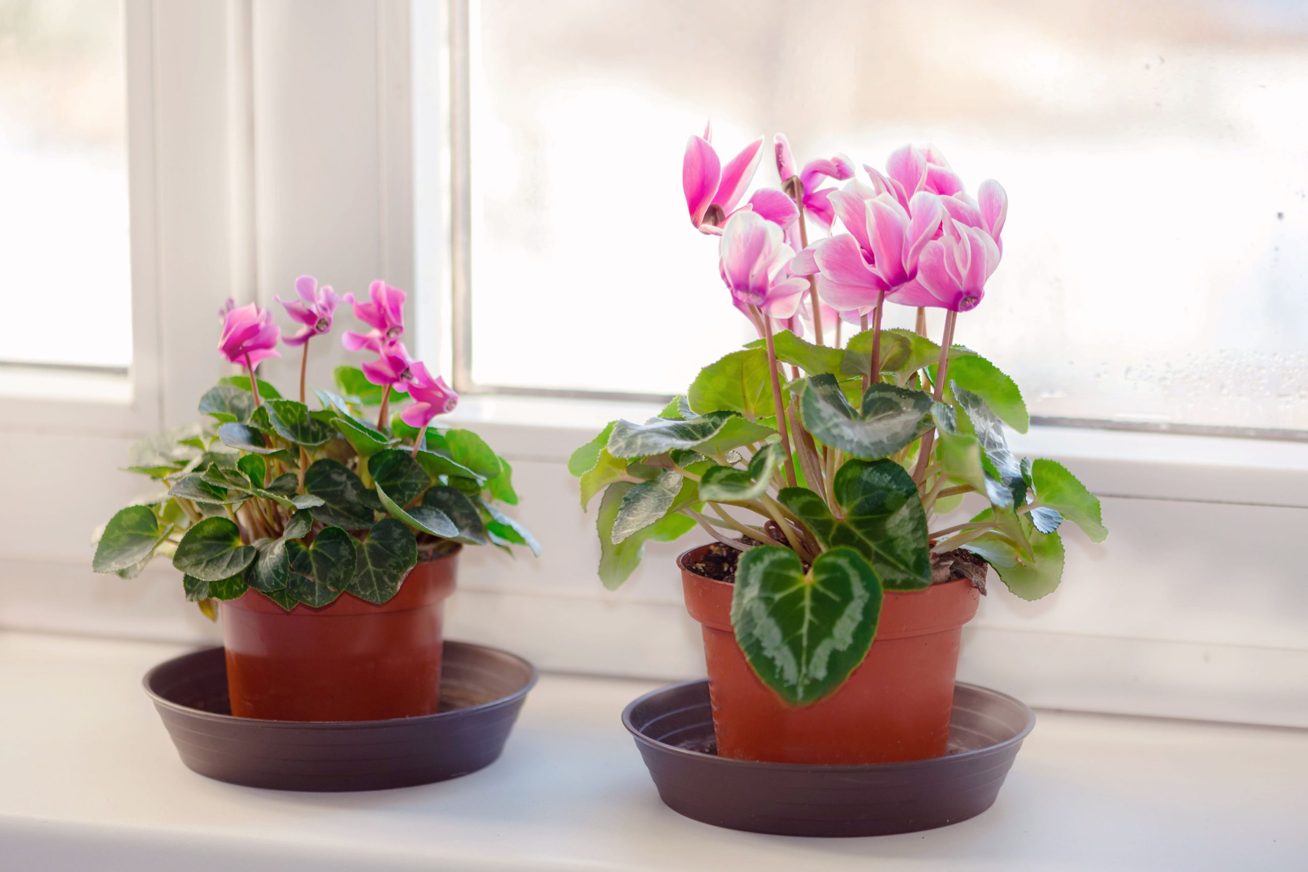Cyclamen