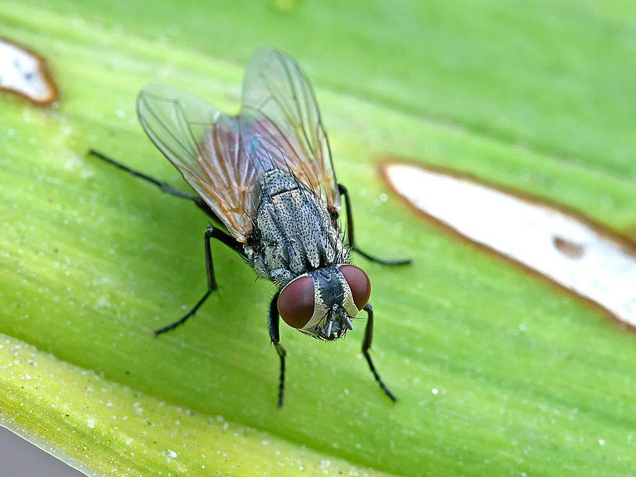 Ingredientul banal din bucătărie pentru alungarea muștelor