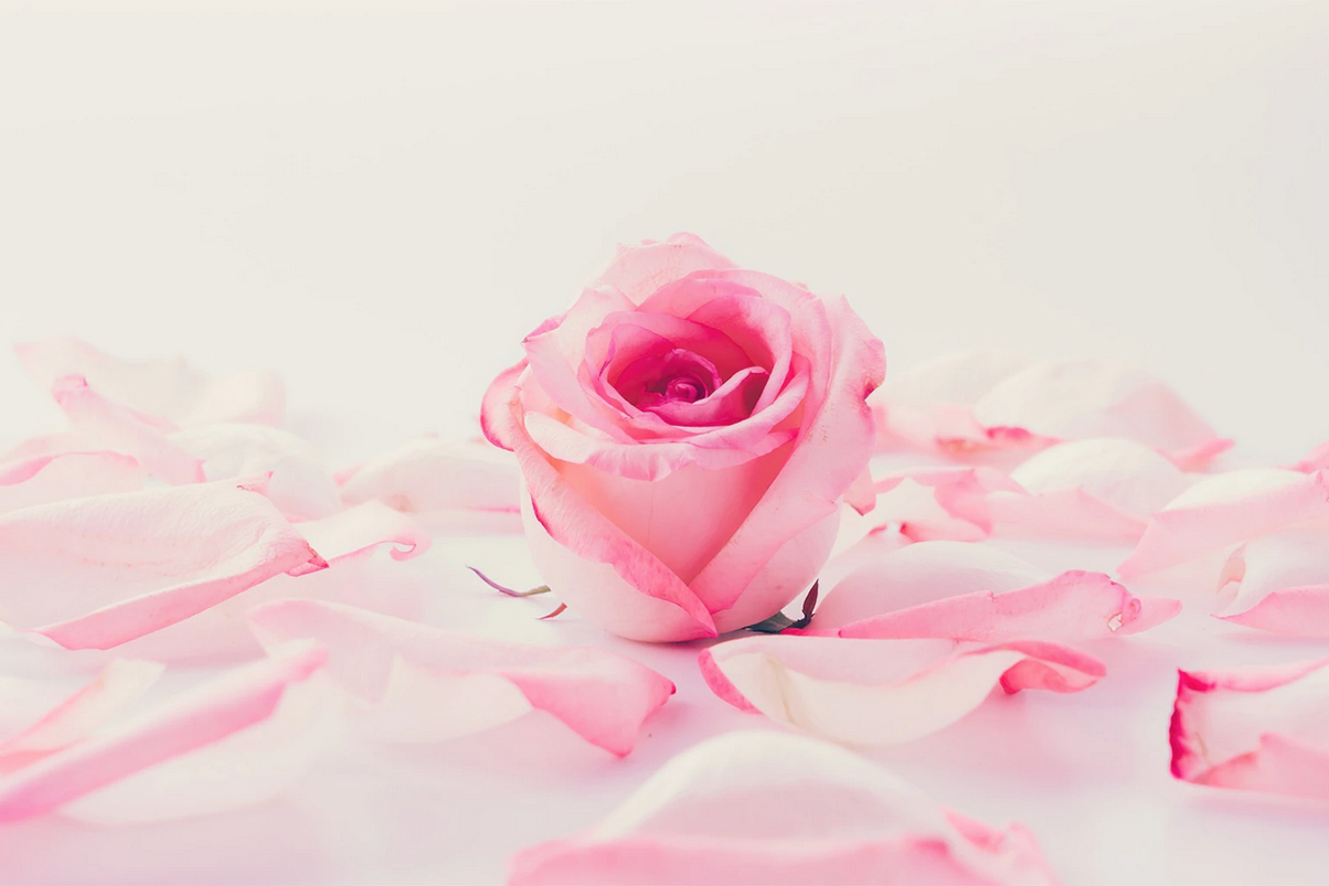 Plante care atrag dragostea și bunăstarea în casă