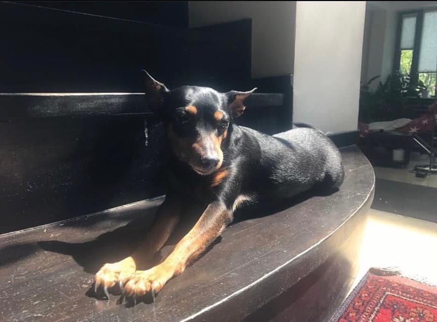 Câinele Loredanei Groza a murit